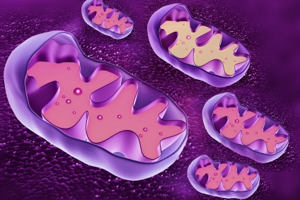 Mitochondrion cross section © popyconcept - fotolia.com Mitochondrien lila